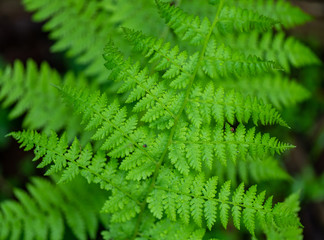 Vignette Lighting On Fern