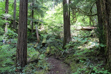 Fototapeta premium trees in the forest