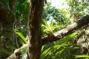 Floresta