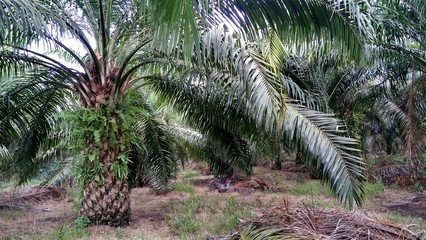 palm oil plantation