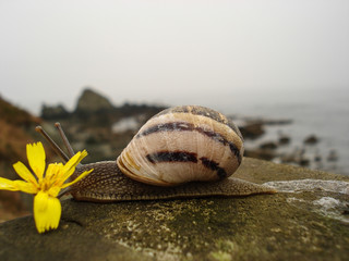Snail of brown and black bands moving slowly on wooden railing with bottom of view to the sea.