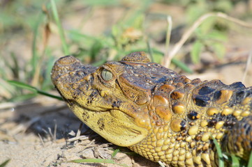 Jacaré do papo amarelo