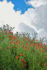 landscape with poppies in the field in Bistrita,Romania ,June,2019