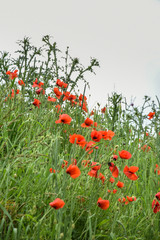 landscape with poppies in the field in Bistrita,Romania ,June,2019