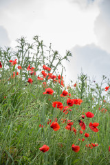landscape with poppies in the field in Bistrita,Romania ,June,2019