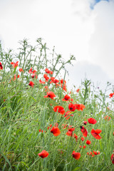 landscape with poppies in the field in Bistrita,Romania ,June,2019