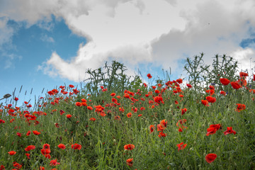 landscape with poppies in the field in Bistrita,Romania ,June,2019