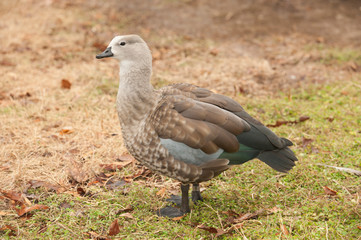 Grey goose is a large goose walking on land at Sylvan Heights Bird Sanctuary in Scotland Neck, NC.