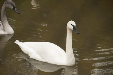 Adult white Trumpeter Swan Trumpeter Swan (Cygnus buccinator). swims in a pond.