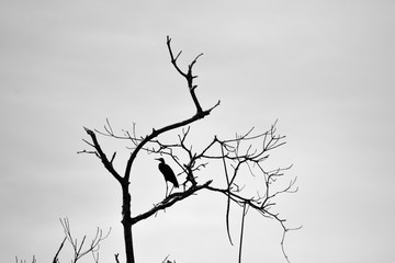 Ramo, garça, preto e branco