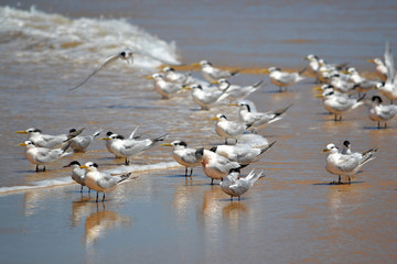 Pássaros, trinta réis boreal