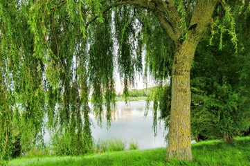 Paysage. Arbres