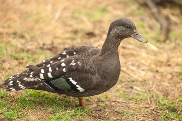 Green Winged Teal male walks in the grass at the Sylvan Heights Bird Sanctuary, NC