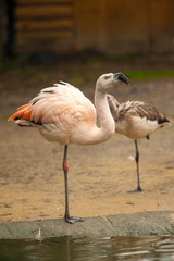 Chilean Flamingo (Phoenicopterus chilensis) stands in shallow water in Sylvan Bird Park, Scotland Neck, NC. This bird has gray legs with pink joints and pale pink body.