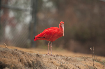 Scarlet Ibis forages for food at Sylvan Heights bird Sanctuary in North Carolina