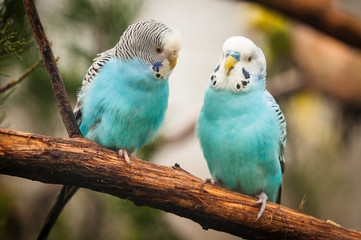 Budgerigar parakeet pair on branch. Budgerigar, Melopsittacus undulatus, a typical pet-store parakeet. - obrazy, fototapety, plakaty