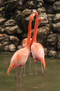 greater flamingo (phoenicopterus ruber is rare in the us. found on expansive mudflats, foraging in shallow water., 