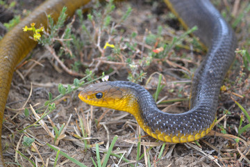 Cobra