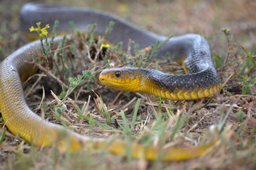 Cobra