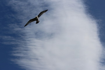 Bird Flying Freely in the Sky
