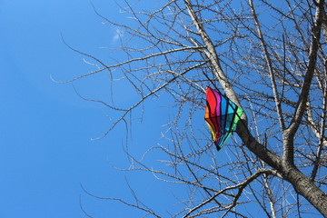 Kite stuck in the branches of a tree