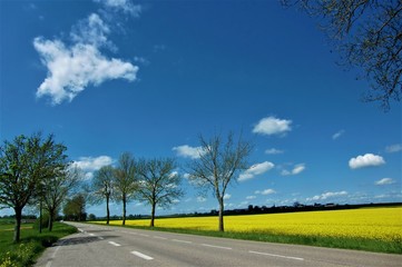 Paysage. Champs