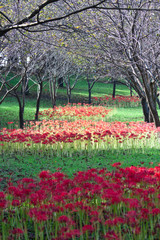 Fototapeta premium 曼珠沙華の花