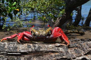 Carangueijo vermelho