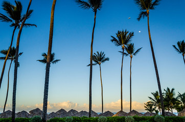 Obraz premium palm trees and blue sky