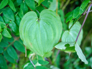 Obraz premium green leaf shape heart from tree