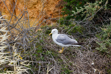 Seagulls in Algarve, part of Portugal