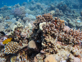 Coral stock on the Red Sea
