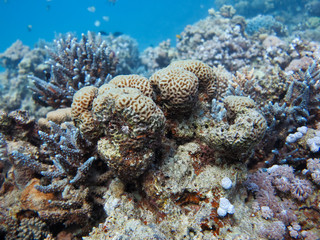 Naklejka na ściany i meble Coral stock on the Red Sea