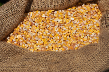 Corn grains in burlap sack, close-up. Dry uncooked corn grains in bag.