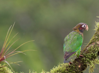 green parrot
