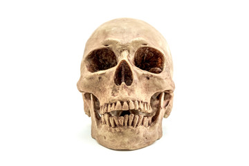 Front view of Skull on white background