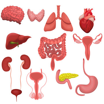 A set of human organs. Vector image isolated on white background.