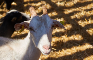 Goat in a farm wooden shed, close-up. Agriculture industry