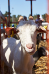 Obraz premium Goat in a farm wooden shed, close-up. Agriculture industry