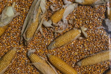 Yellow Corn grains and whole corns food background, farming and agriculture 