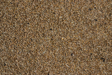 Rye grains, surface and background, close-up, top view. Food and agriculture