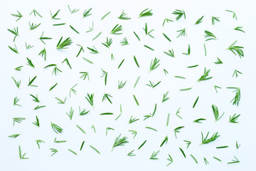 Fresh rosemary isolated on white.