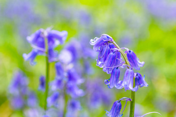 Beautiful bluebells in the forest of Scotland - 272188660
