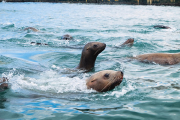 Northern sea lion Steller are swimming in the sea on Sakhalin Island in the city of Nevelsk. eared seal Steller's Rookery