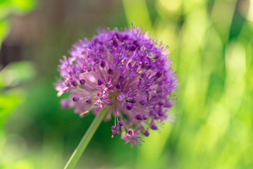 Fototapeta premium Purple allium flower globe in the summer garden