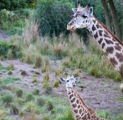 giraffe in africa