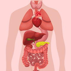 Human anatomy organs Internal. Systems of man body and organs. medical systems. vector illustration