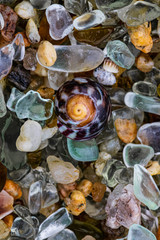 shells on the beach