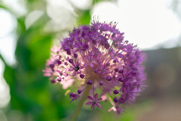 Purple allium flower globe in the summer garden