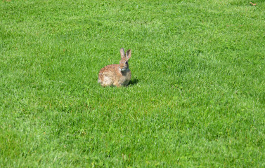 Wild Rabbit on Green Lawn